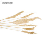 Real Dried Pampas Grass 28-32”