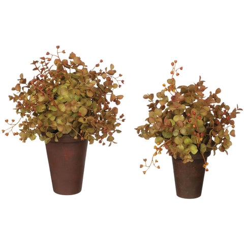 Eucalyptus Potted Orb (s/m)