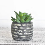 Succulent in Black Pot
