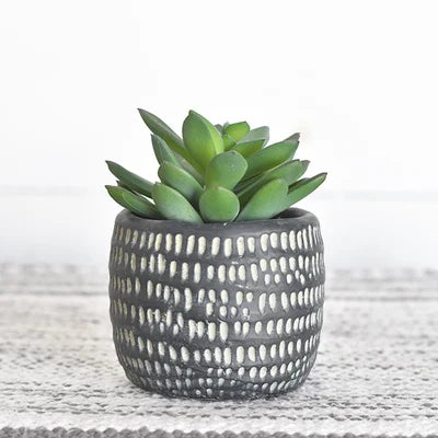 Succulent in Black Pot