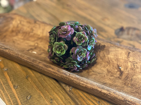 Echiveria Orb 4”