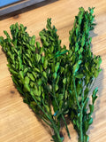 19 3/4” Dried Natural Boxwood Bunch